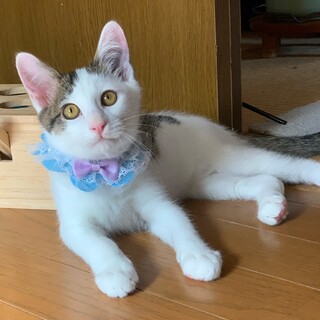 【9/14東銀座】ひよくん★5ヵ月♪