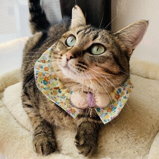 ⑩みやこ　メス　キジトラ　穏やか