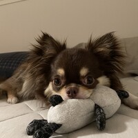 もも太