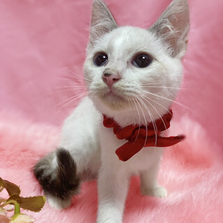 青い目のシャムMIX『ホイップ君』２ヶ月半