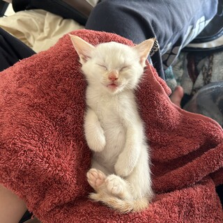 生後1ヶ月半の子猫