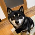 可愛い黒柴！