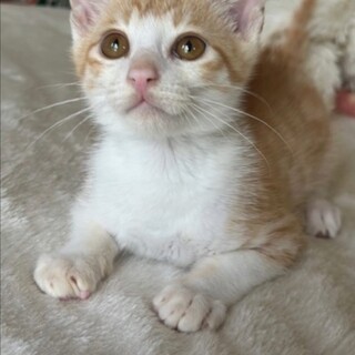 急募　少し甘えん坊な男の子です。