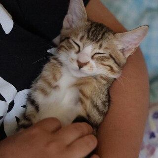 超甘えん坊！抱っこ大好き！可愛い女の子です。