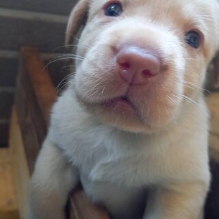 応募多数の為、一旦停止