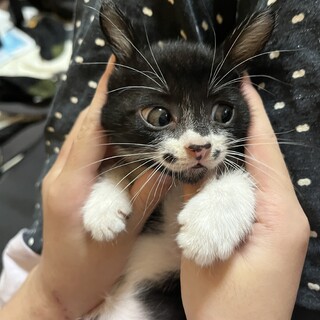 白黒ハチワレ　男の子　2ヶ月