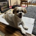 可愛がっていただける里親募集