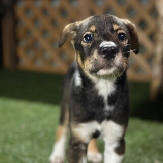 野犬お母さんから産まれた子犬ちゃん♥２ヶ月くらい