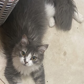 丸いおめめのツンツンデレなノルとスコのMIXです！