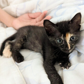 募集停止夜は寄り添って寝る甘えん坊❤️さらさ