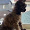 生後2ヶ月のさび猫メス