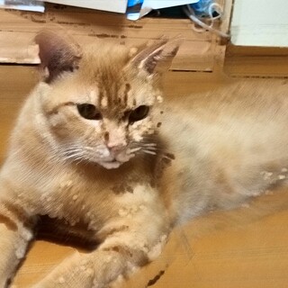 珍しい茶トラ女の子1歳マイペース。一匹飼いに。