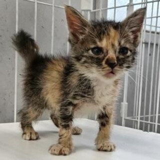 小さな子猫の兄妹。優先期間8/19まで
