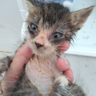 小さな子猫の兄妹。優先期間8/19まで