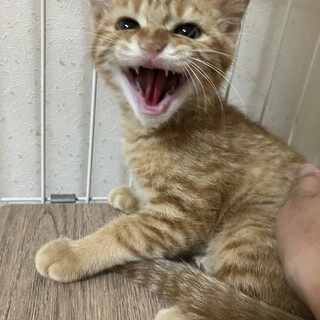 お口周りが可愛い眉枝ちゃん！