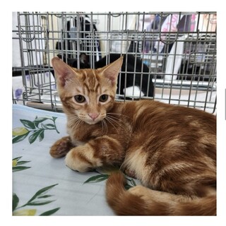 アメショ風柄のひらっちゃ君