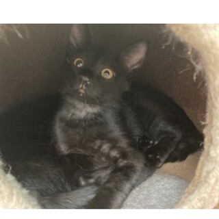 少しブラックスモーク柄のホタテちゃん