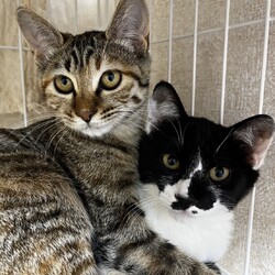 川口Cats保護猫譲渡会