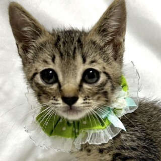 元気いっぱいひーふーみー三兄妹！ふーくん2か月