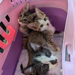 in岡崎市☆子猫たくさん！保護猫をオウチに迎えよう☆2024年8月17日(土)～ちーむ にゃいんず