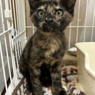 ドロシー⭐︎サビ⭐︎3ヶ月⭐︎