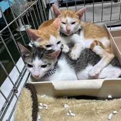 in春日井市☆子猫が沢山！保護猫をオウチに迎えよう☆2024年8月17日（土）～ちーむ にゃいんず
