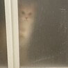 の写真