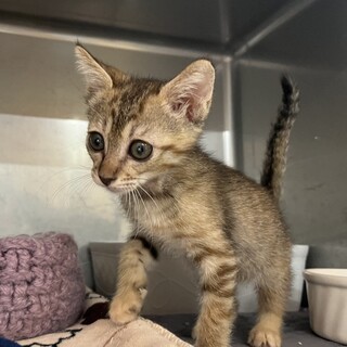 里親決定。リトルミイちゃん1ヶ月半