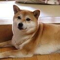 撫でてもらうことが大好きな柴犬です