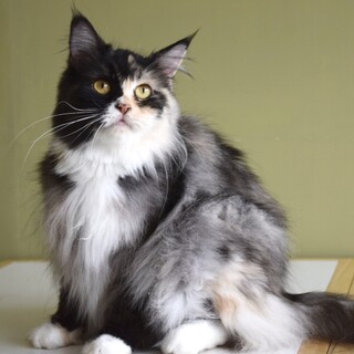 とっても穏やかな性格の【わかめ】