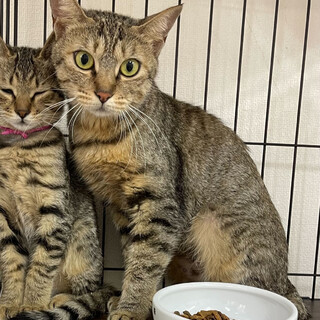 正統派美猫⭐︎梅子⭐︎キジトラ