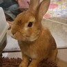 保護うさぎ静岡っ子　優しいさすけくん サムネイル4