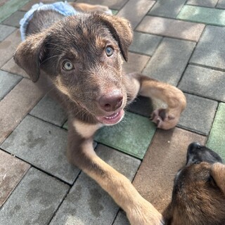 天真爛漫　活発な子犬くん4ヶ月くらい