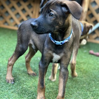 活発元気な子犬男の子4ヶ月くらい