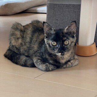 甘えん坊さんの女の子【ロゼ】