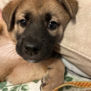 陽気な女の子２カ月弱くらい仔犬ちゃん