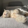 ゴンザブさん
