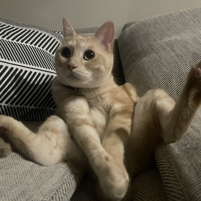 ゴンザブのカバー写真