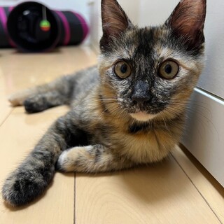 甘えん坊さんの女の子【エリ】