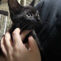 人慣れ、猫慣れ、している生後2ヶ月の黒トラ
