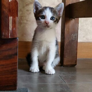 感謝！近くのお家にもらわれました！