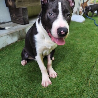 アメリカンブリー　元気な男の子です