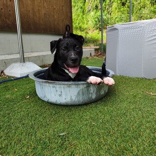 アメリカンブリー　元気な女の子です　