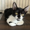 甘えん坊白黒猫のオセロくん