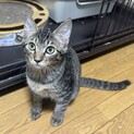 キジトラのバニラちゃん