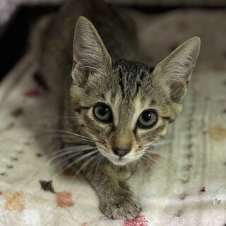 キジトラのハニーちゃん