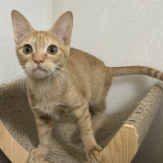 茶トラメスのたわしちゃん