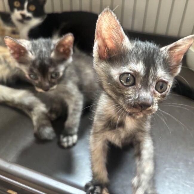 一般社団法人nekonoteのカバー写真