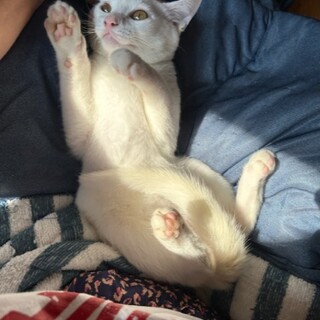 真っ白イケメンなシロくん