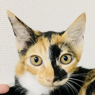 ⑦ざくろ　三毛✖️茶トラ　メス